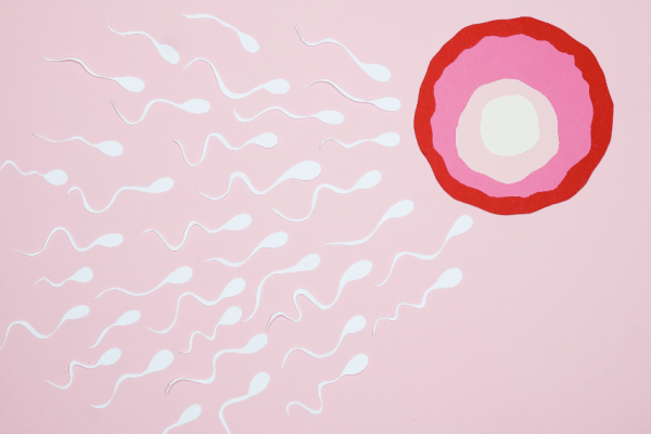 Des spermatozoïdes nagent vers un ovule